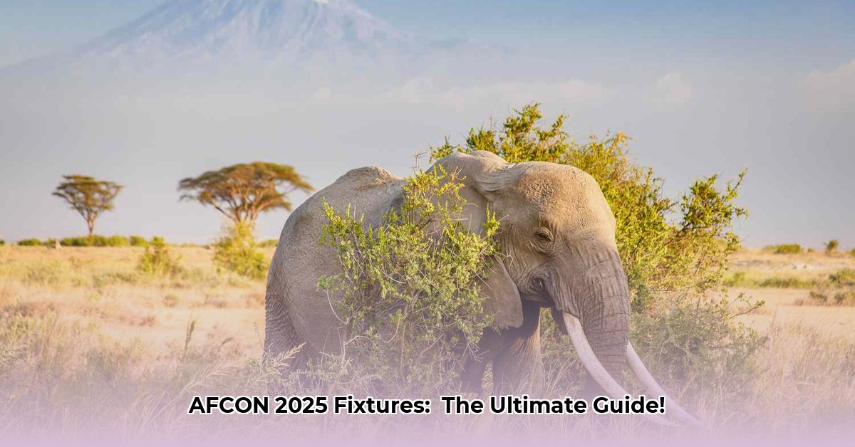 africa-cup-of-nations-fixtures